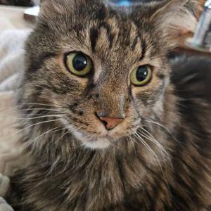 Image of Lynx, Lost Cat