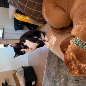 Lost Cat Suki