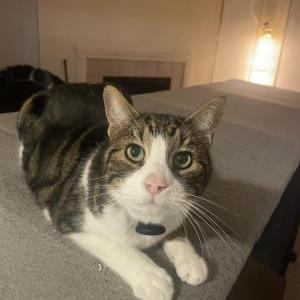 Image of Gnar, Lost Cat