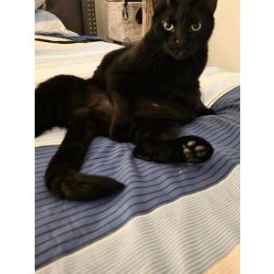 Image of Legs, Lost Cat