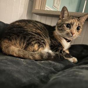 Image of Tini, Lost Cat