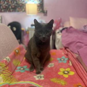 Lost 2 Chilibean (CA)