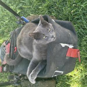 2nd Image of Chilibean, Lost Cat