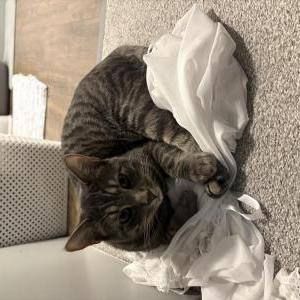 Image of milo, Lost Cat