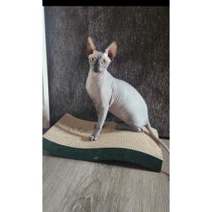 Image of Gizmo, Lost Cat