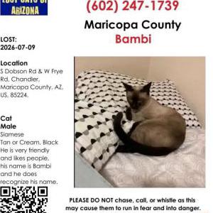 Image of Bambi, Lost Cat