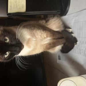 Image of gigi, Lost Cat