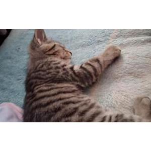 Lost Cat Luna
