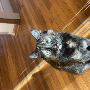 Image of Jewel, Lost Cat