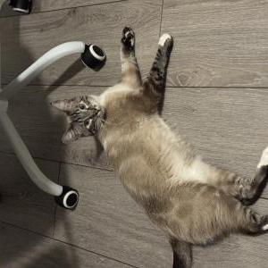 Image of Latte, Lost Cat