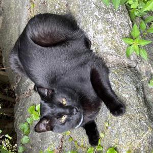 Image of Batman, Lost Cat