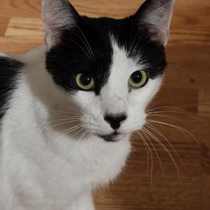 Image of Moo, Lost Cat