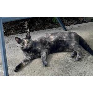Lost Cat Gertrude