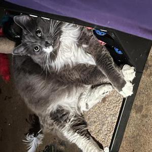 Image of Jinx, Lost Cat