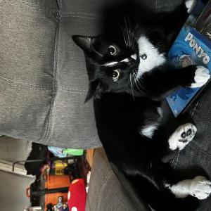 Image of Scorpion, Lost Cat