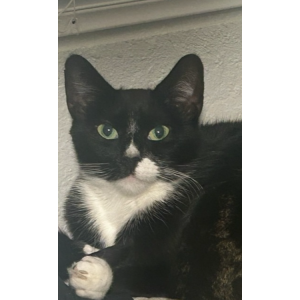 Image of Nox, Lost Cat