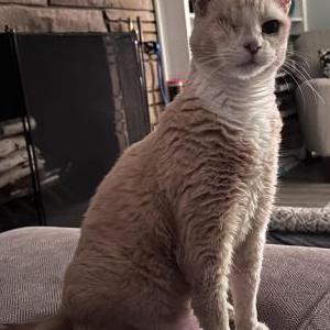 Image of Callie, Lost Cat