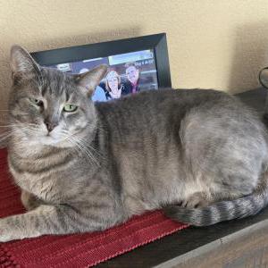 Image of Smokey, Lost Cat