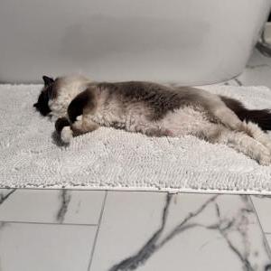 2nd Image of Zoey, Lost Cat