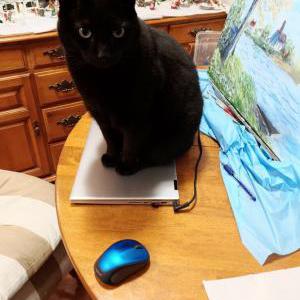 Image of Zachary binx, Lost Cat
