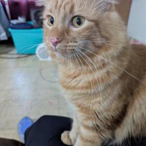 Image of Freddy, Lost Cat