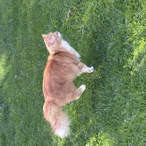 Image of Cashew, Lost Cat