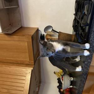 Lost 2 Socks (New York)