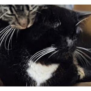 Image of Jack, Lost Cat