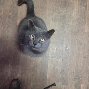 Image of Smokey, Lost Cat