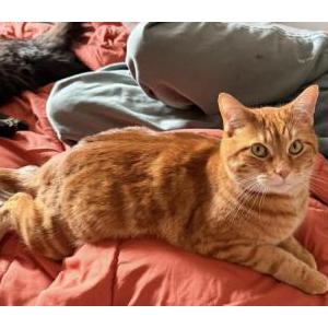Image of Squid, Lost Cat