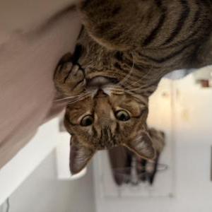 Image of Mami, Lost Cat