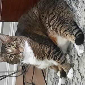 Image of Stacey, Lost Cat