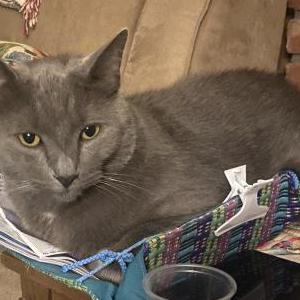 Image of Ivan, Lost Cat