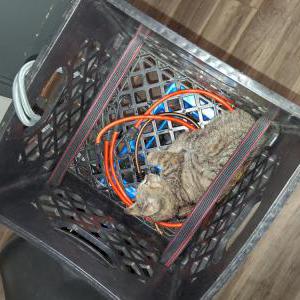 Image of unknown, Found Cat