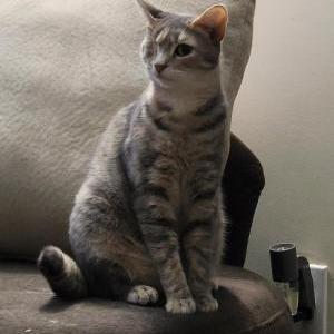 Image of Mara, Lost Cat