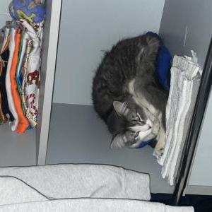 Image of Nyla, Lost Cat