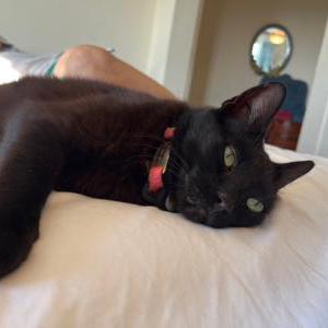 Image of Trinket, Lost Cat