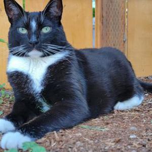 Image of Quin, Lost Cat