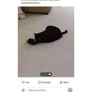 Image of Mizuki, Lost Cat