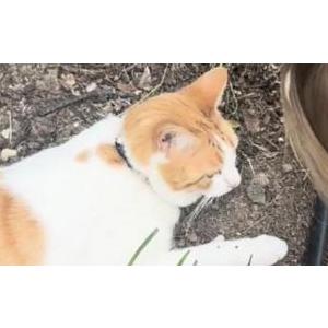 Image of Lilifur, Lost Cat