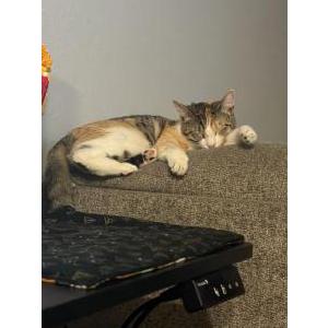 Image of Mico, Lost Cat