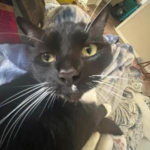 Image of Kitten, Lost Cat