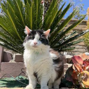 Image of Francis, Lost Cat