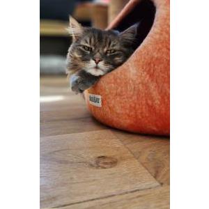 Image of Kylo, Lost Cat