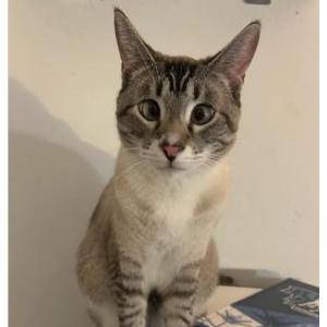 Image of Toro, Lost Cat