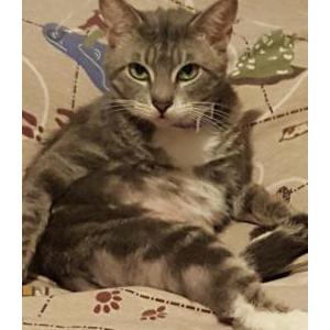 Image of Melanie, Lost Cat