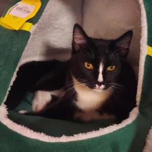 Lost Cat Oreo