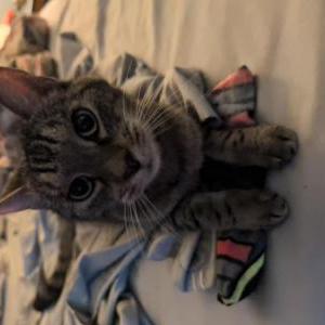 Image of Ash, Lost Cat