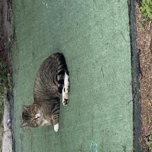 Image of Buttons, Lost Cat