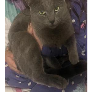 Image of Toby, Lost Cat